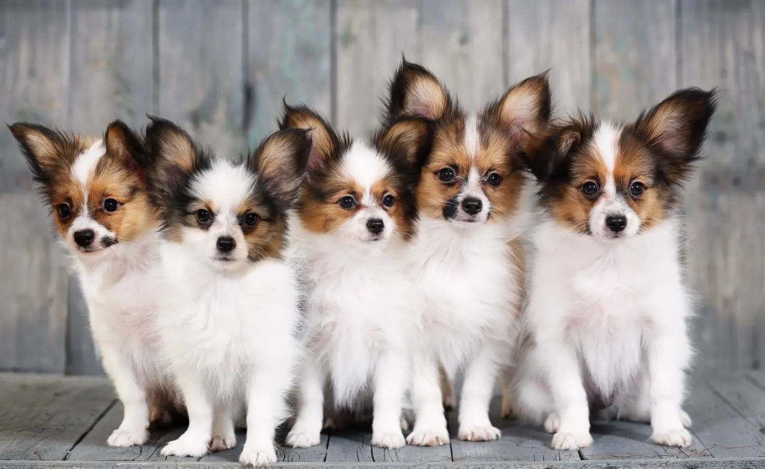 Buying a Continental Miniature Spaniel puppy means taking responsibility! Buy Continental Miniature Spaniel puppies.