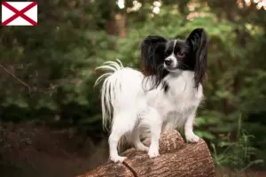 Read more about the article Continental Miniature Spaniel Breeder and Puppies in Alabama