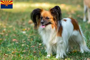 Read more about the article Continental Miniature Spaniel Breeder and Puppies in Arizona