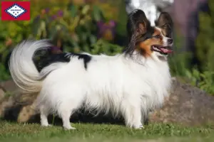 Read more about the article Continental Miniature Spaniel Breeder and Puppies in Arkansas