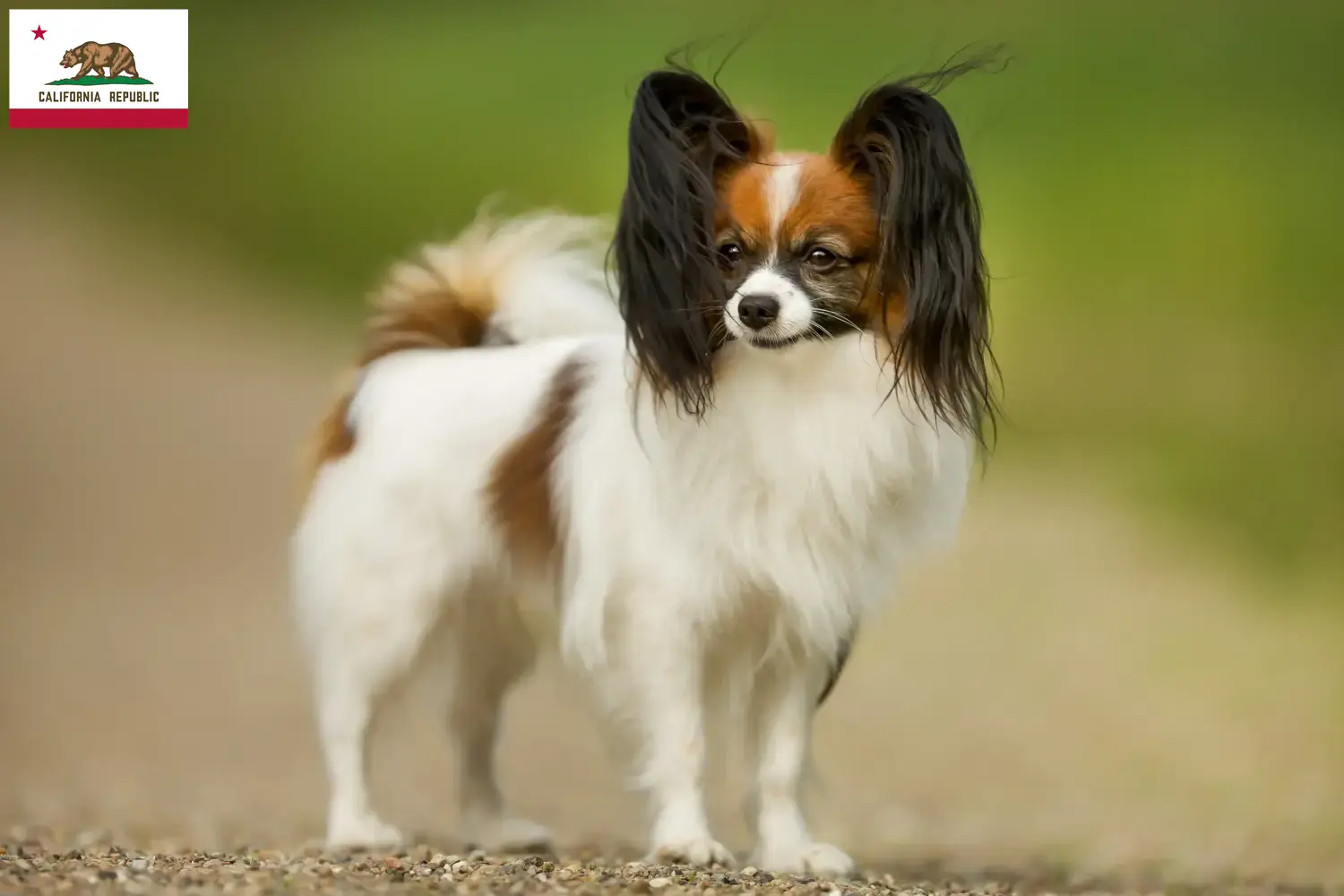 Continental Miniature Spaniel puppies and breeder California Find Continental Dwarf Spaniels breeders in California.
