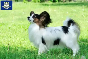 Read more about the article Continental Miniature Spaniel Breeder and Puppies in Connecticut