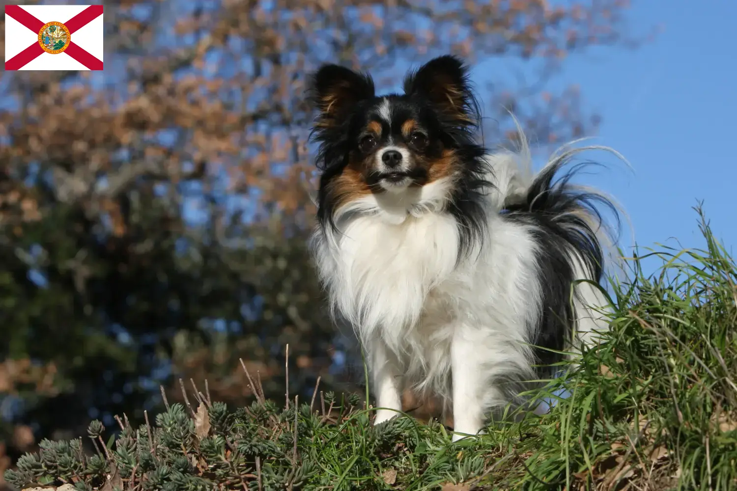 Continental Miniature Spaniel puppies and breeders Florida Find Continental Dwarf Spaniels breeders in Florida here.