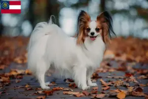 Read more about the article Continental Miniature Spaniel Breeder and Puppies in Georgia