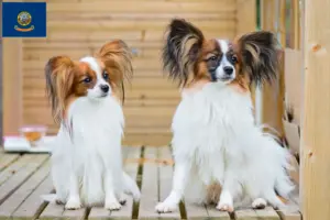 Read more about the article Continental Miniature Spaniel Breeder and Puppies in Idaho