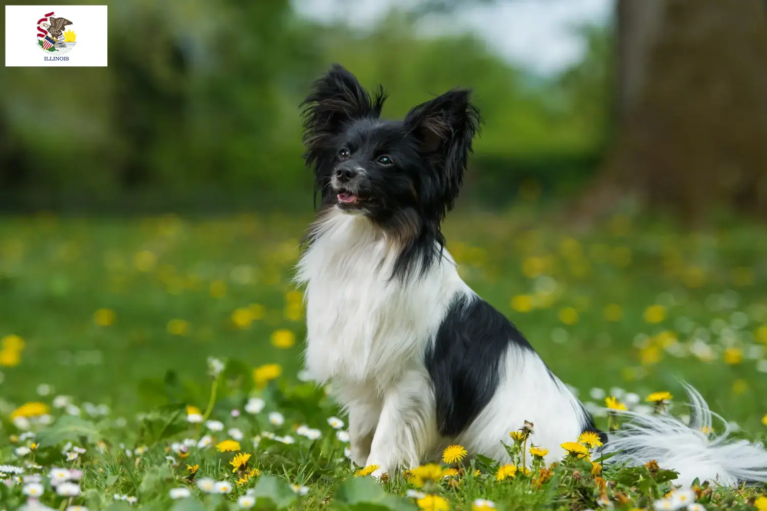 Continental Miniature Spaniel puppies and breeders Illinois Find Continental Miniature Spaniels breeders in Illinois.