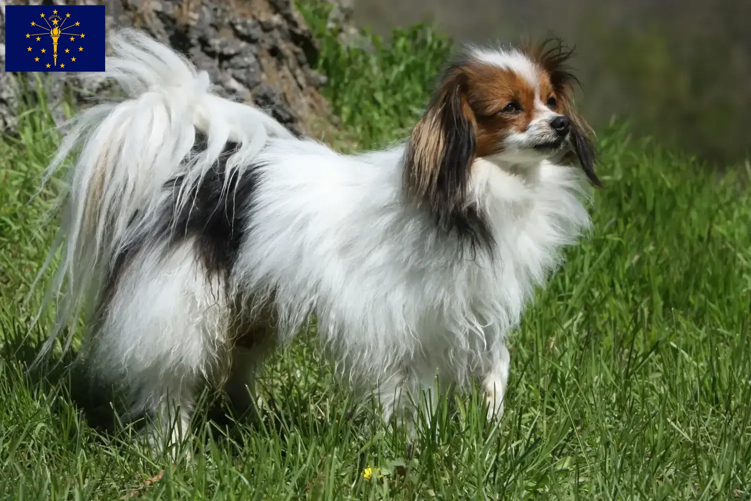 Continental Miniature Spaniel puppies and breeder Indiana Find Continental Miniature Spaniels breeders in Indiana.