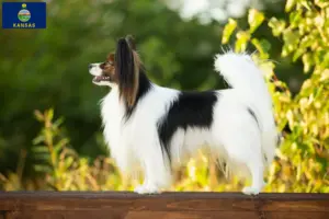 Read more about the article Continental Miniature Spaniel Breeder and Puppies in Kansas