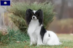Read more about the article Continental Miniature Spaniel Breeder and Puppies in Kentucky