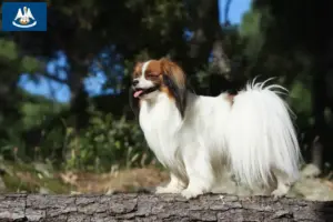 Read more about the article Continental Miniature Spaniel Breeder and Puppies in Louisiana