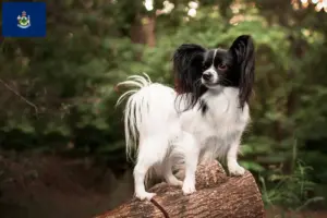 Read more about the article Continental Miniature Spaniel Breeder and Puppies in Maine