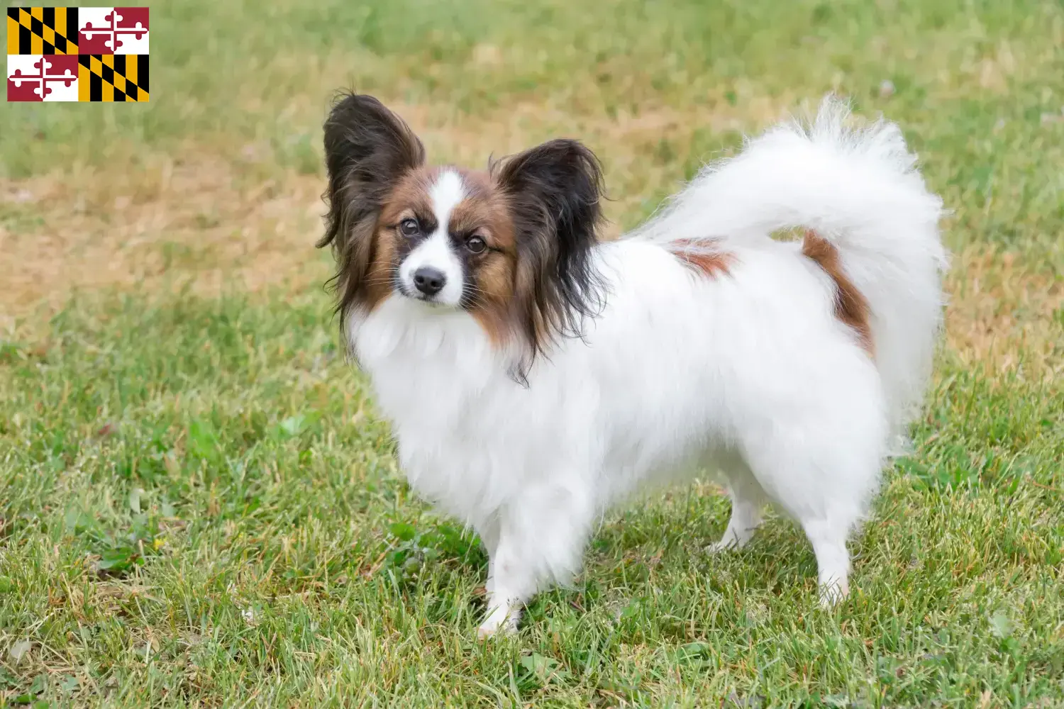 Continental Miniature Spaniel puppies and breeder Maryland Find Continental Miniature Spaniels breeders in Maryland.