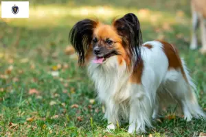 Read more about the article Continental Miniature Spaniel Breeder and Puppies in Massachusetts