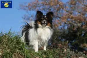 Read more about the article Continental Miniature Spaniel Breeder and Puppies in Montana