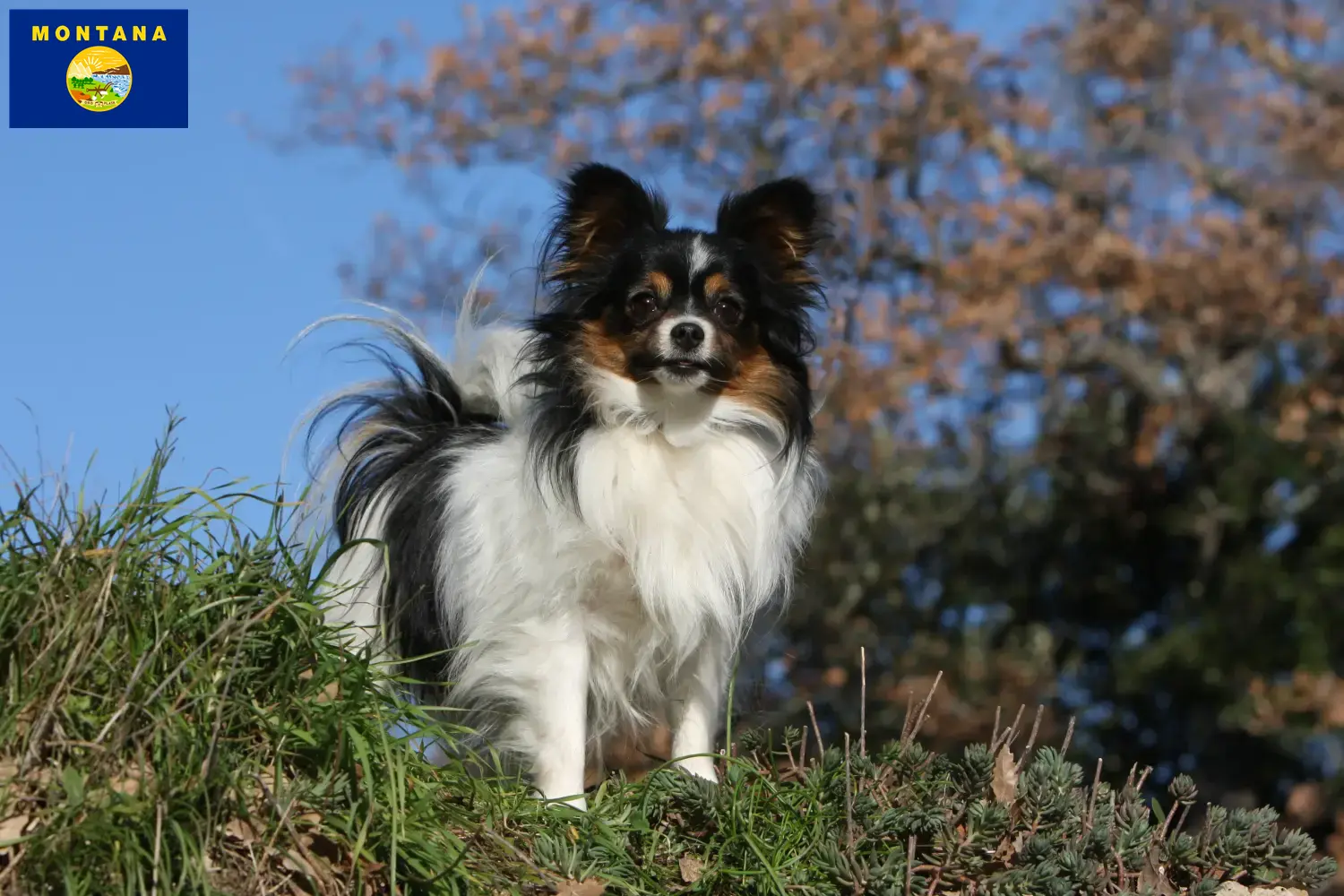 Continental Miniature Spaniel puppies and breeder Montana Find Continental Miniature Spaniels breeders in Montana.