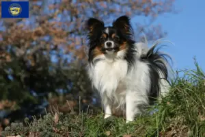Read more about the article Continental Miniature Spaniel Breeder and Puppies in Nebraska