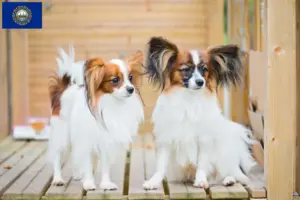 Read more about the article Continental Miniature Spaniel Breeder and Puppies in New Hampshire