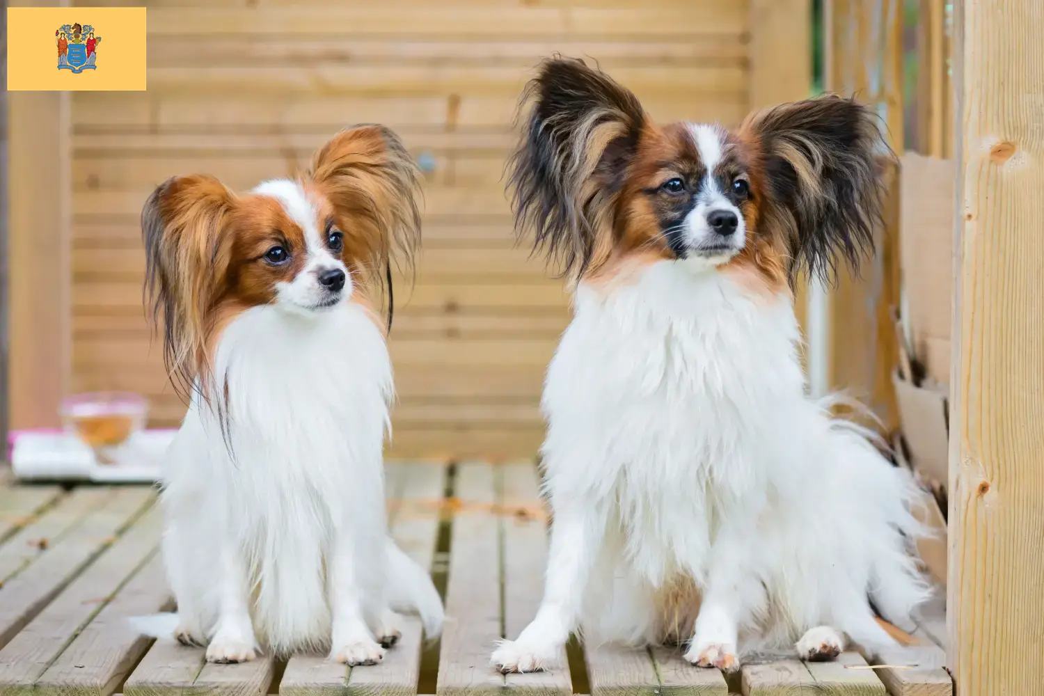 Continental Miniature Spaniel Puppies and Breeder New Jersey Find Continental Miniature Spaniels breeders in New Jersey.