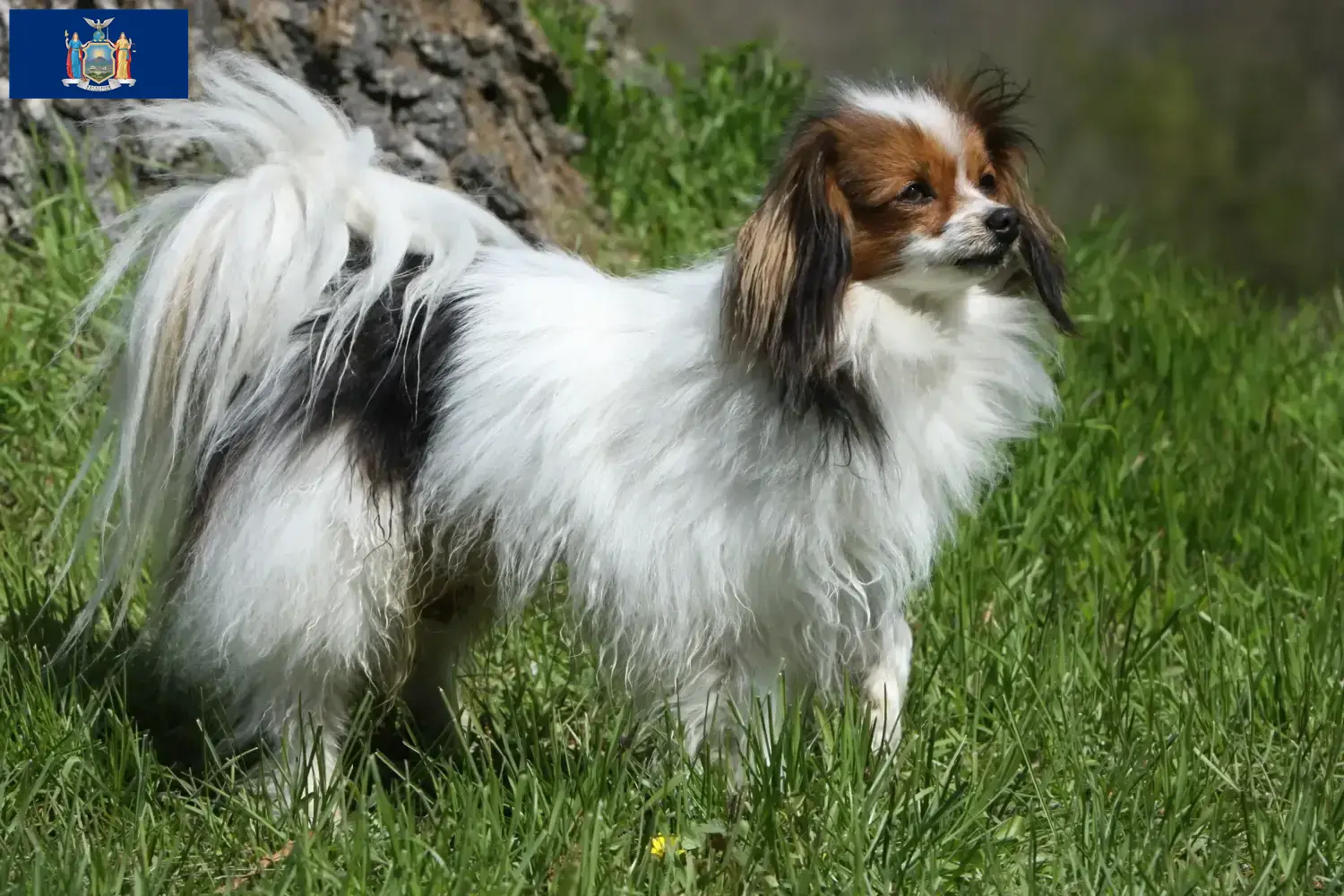Continental Miniature Spaniel puppies and breeder New York Find Continental Miniature Spaniels breeders in New York here.