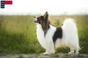 Read more about the article Continental Miniature Spaniel Breeder and Puppies in North Carolina