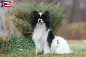 Read more about the article Continental Miniature Spaniel Breeder and Puppies in Ohio