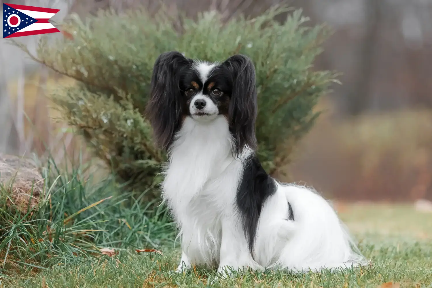 Continental Miniature Spaniel puppies and breeder Ohio Find Continental Miniature Spaniels breeders in Ohio.