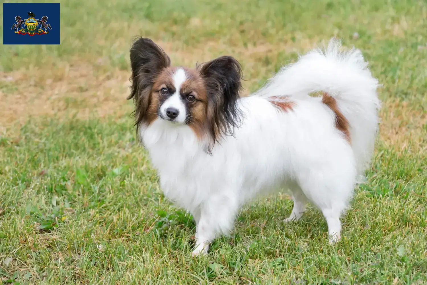 Continental Miniature Spaniel Puppies and Breeder Pennsylvania Find Continental Miniature Spaniels breeders in Pennsylvania.