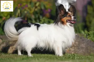 Read more about the article Continental Miniature Spaniel Breeder and Puppies in Rhode Island