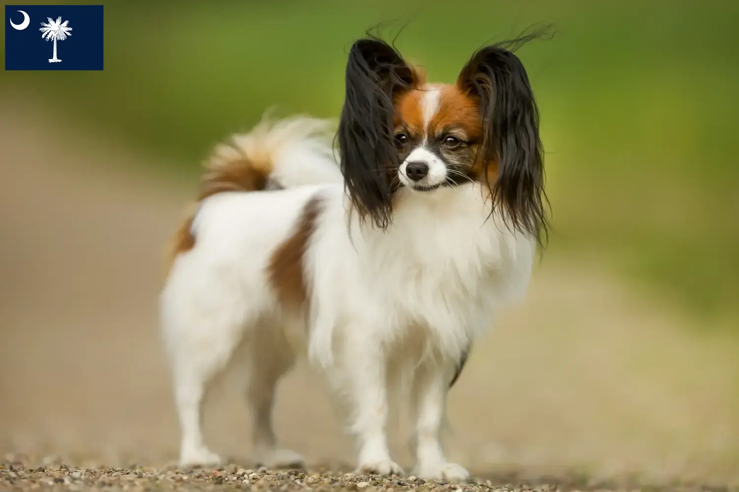 Continental Miniature Spaniel puppies and breeders South Carolina Find Continental Miniature Spaniels breeders in South Carolina.