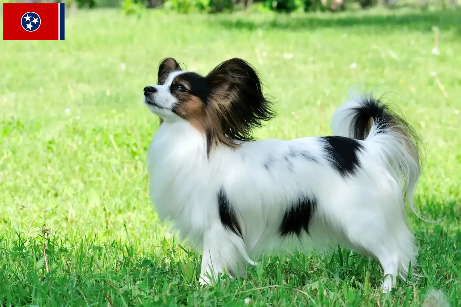 Continental Miniature Spaniel puppies and breeder Tennessee Find Continental Miniature Spaniels breeders in Tennessee.