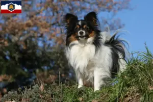 Read more about the article Continental Miniature Spaniel Breeder and Puppies in Utah