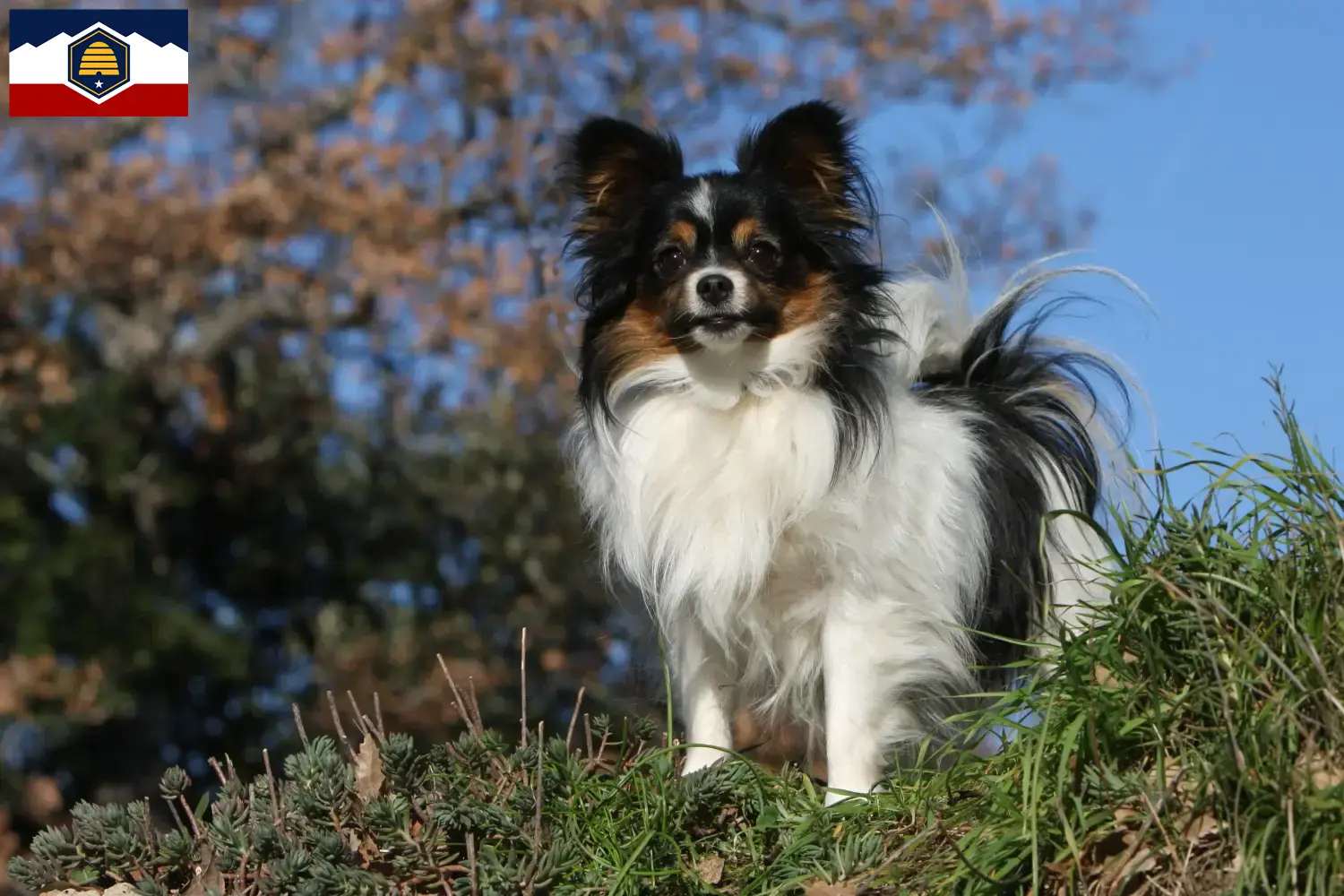 Read more about the article Continental Miniature Spaniel Breeder and Puppies in Utah