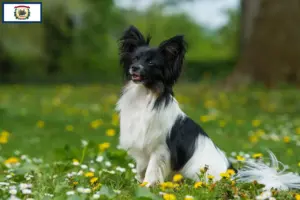 Read more about the article Continental Miniature Spaniel Breeder and Puppies in West Virginia
