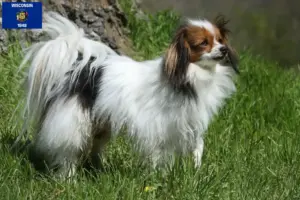 Read more about the article Continental Miniature Spaniel Breeder and Puppies in Wisconsin