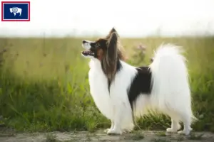Read more about the article Continental Miniature Spaniel Breeder and Puppies in Wyoming