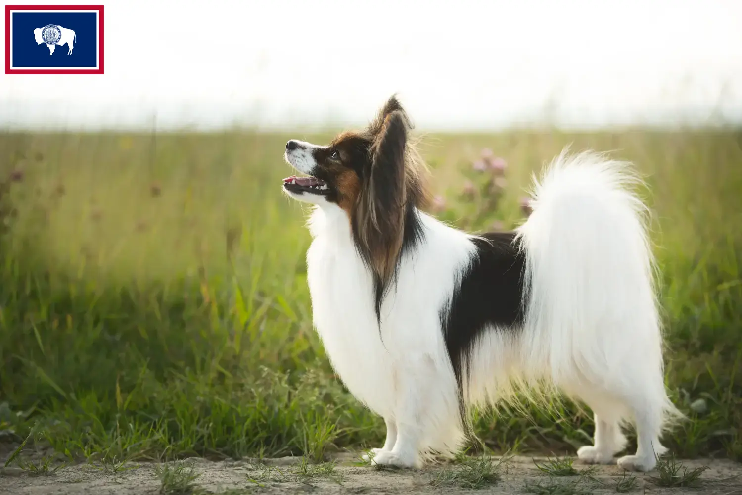 Read more about the article Continental Miniature Spaniel Breeder and Puppies in Wyoming
