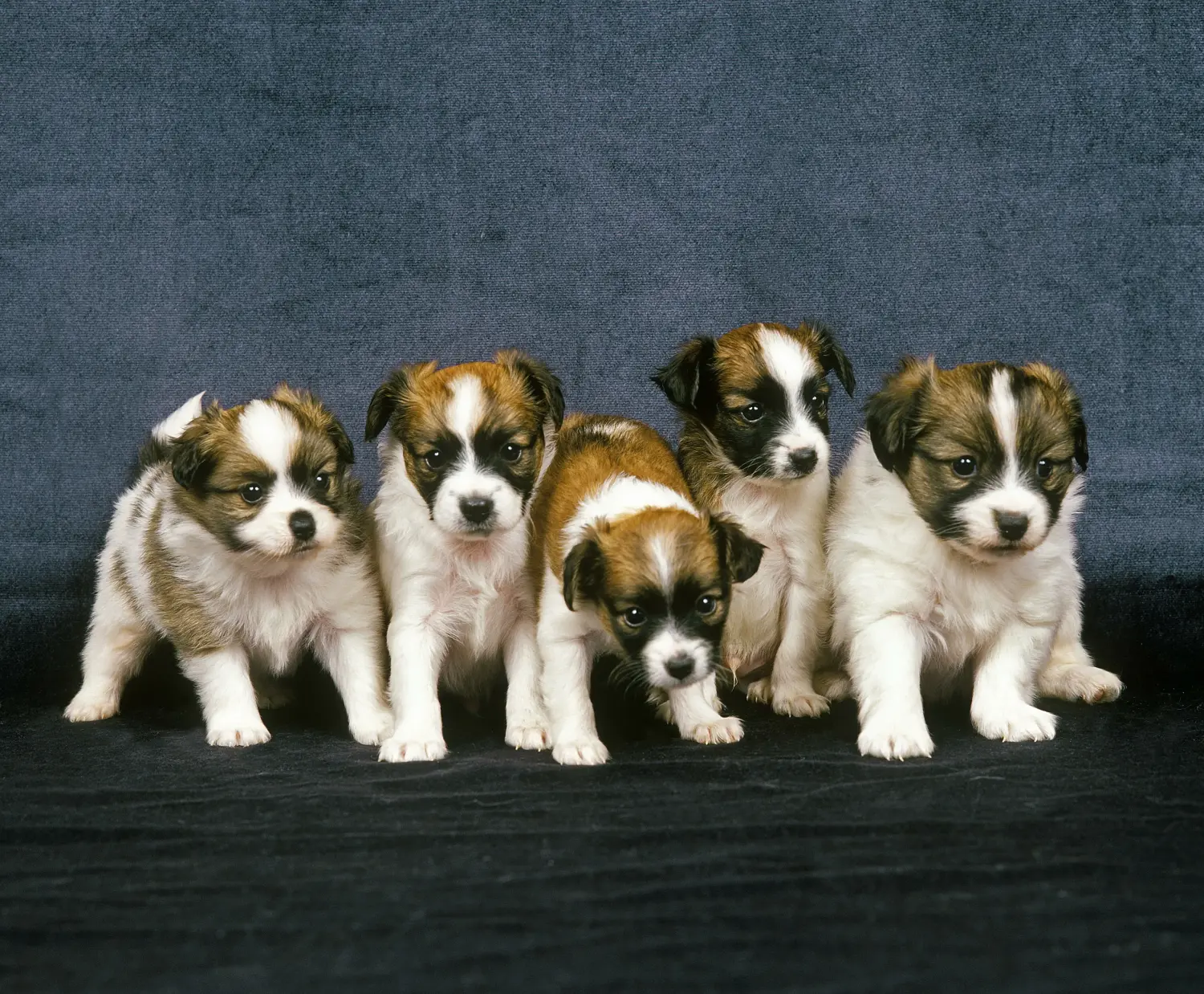 Buying a Continental Miniature Spaniel puppy means taking responsibility! Buy Continental Miniature Spaniel puppies.