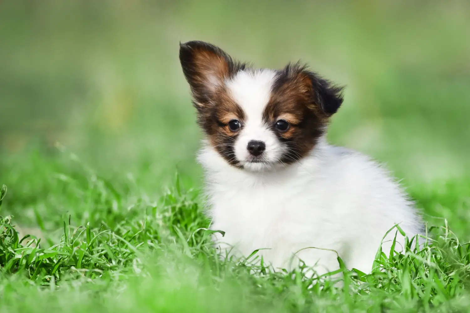 Buying a Continental Miniature Spaniel puppy means taking responsibility! Buy Continental Miniature Spaniel puppies.