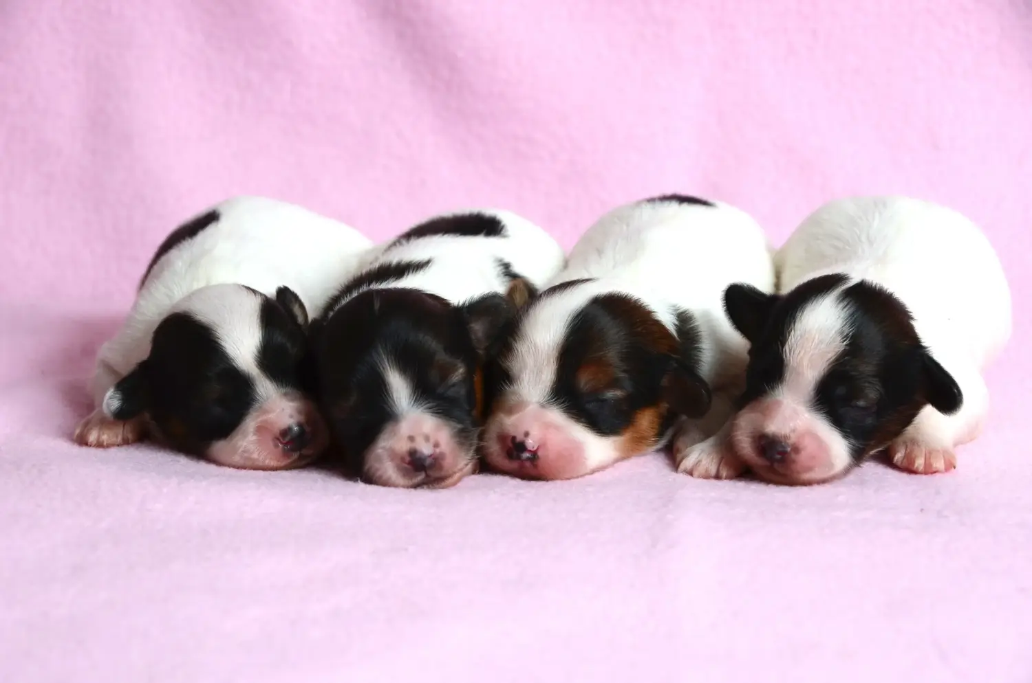 Buying a Continental Miniature Spaniel puppy means taking responsibility! Buy Continental Miniature Spaniel puppies.