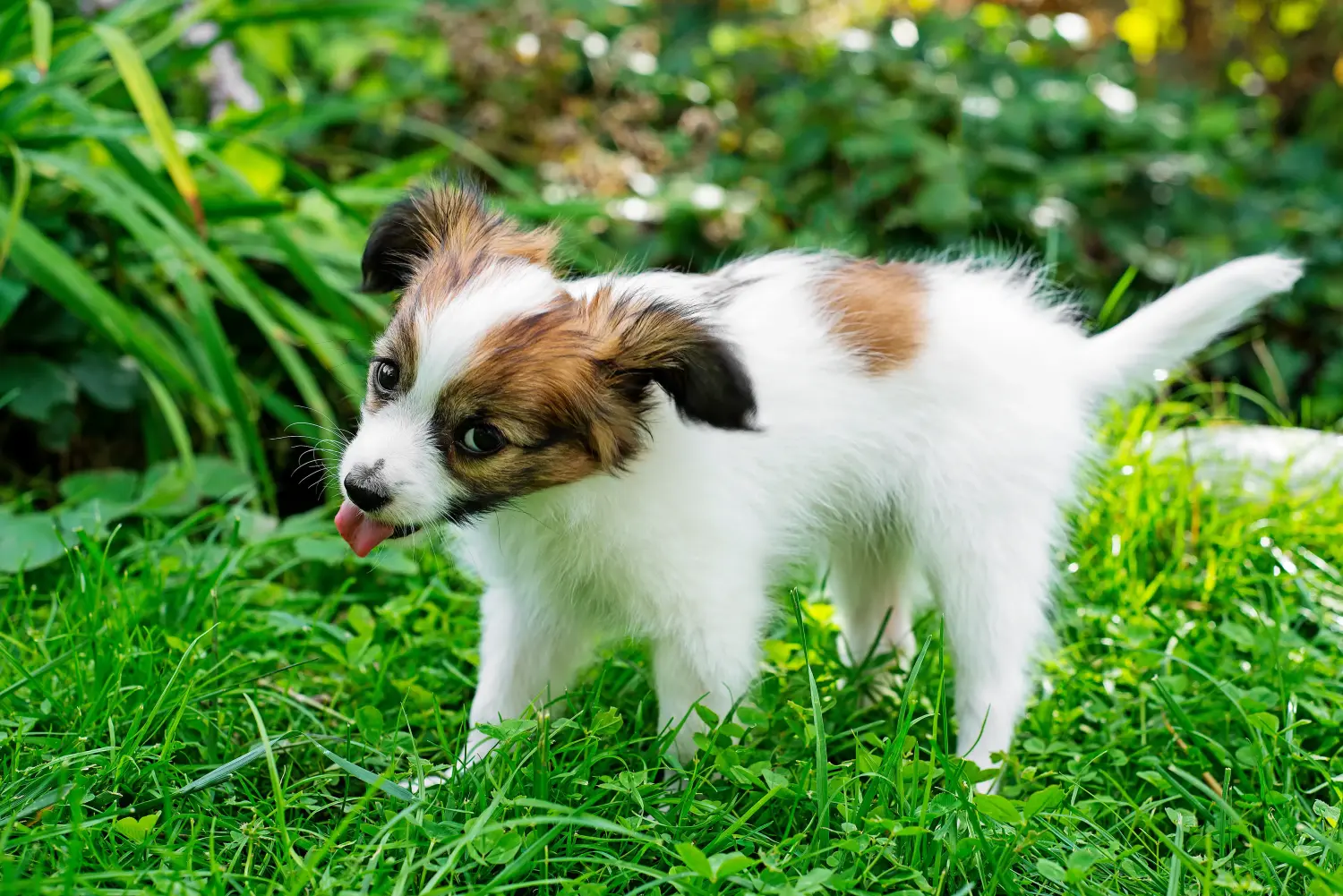 Buying a Continental Miniature Spaniel puppy means taking responsibility! Buy Continental Miniature Spaniel puppies.