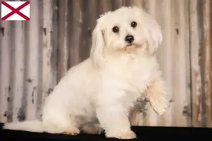 Read more about the article Coton de Tuléar breeders and puppies in Alabama
