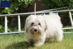 Read more about the article Coton de Tuléar breeders and puppies in Alaska