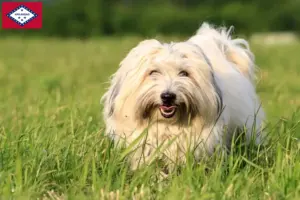 Read more about the article Coton de Tuléar breeders and puppies in Arkansas