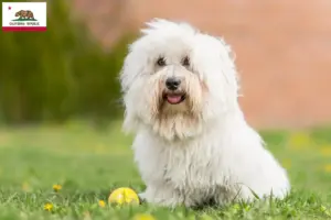 Read more about the article Coton de Tuléar breeders and puppies in California