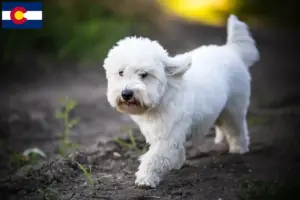 Read more about the article Coton de Tuléar breeders and puppies in Colorado