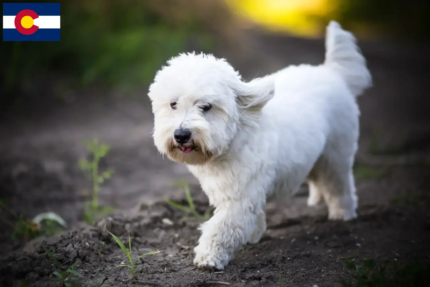 Coton de Tuléar puppies and breeders Colorado Find Coton de Tuléars breeders in Colorado.