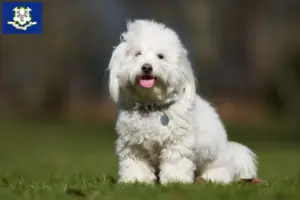 Read more about the article Coton de Tuléar breeders and puppies in Connecticut