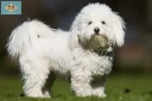 Read more about the article Coton de Tuléar breeders and puppies in Delaware