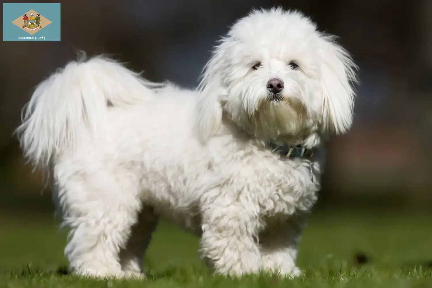 Coton de Tuléar puppies and breeders Delaware Find Coton de Tuléars breeders in Delaware.