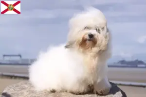 Read more about the article Coton de Tuléar breeders and puppies in Florida